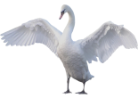 ИК-2 Белый лебедь